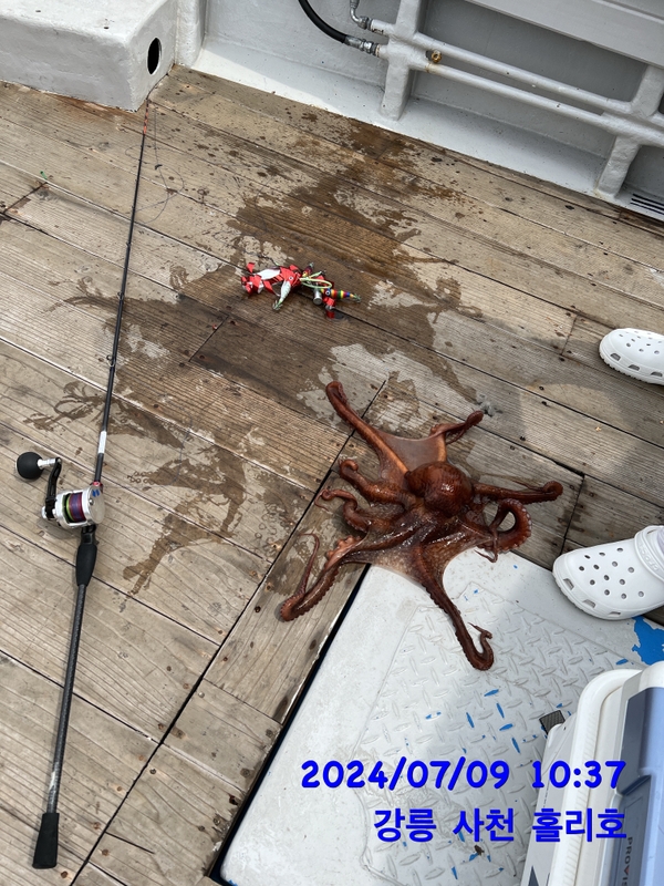 강릉 홀리호의 조황일지 이미지 - 9