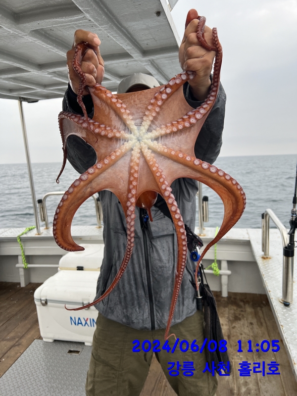 강릉 홀리호의 조황일지 이미지 - 2