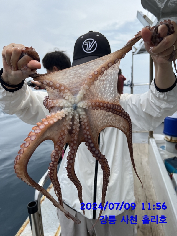 강릉 홀리호의 조황일지 이미지 - 15