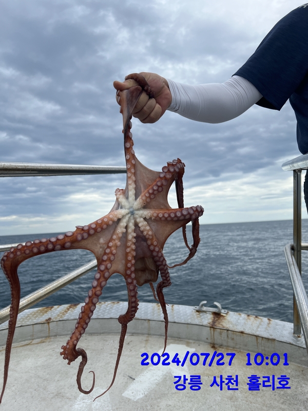 강릉 홀리호의 조황일지 이미지 - 5