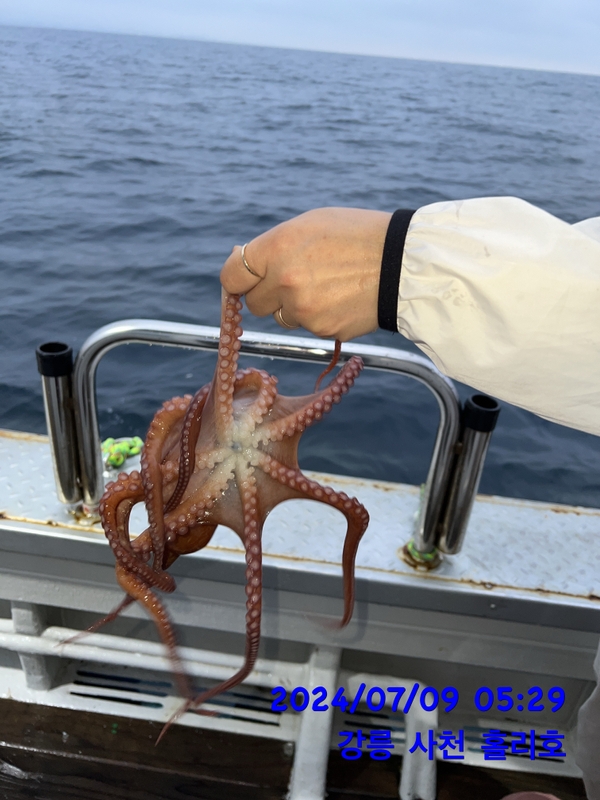 강릉 홀리호의 조황일지 이미지 - 1