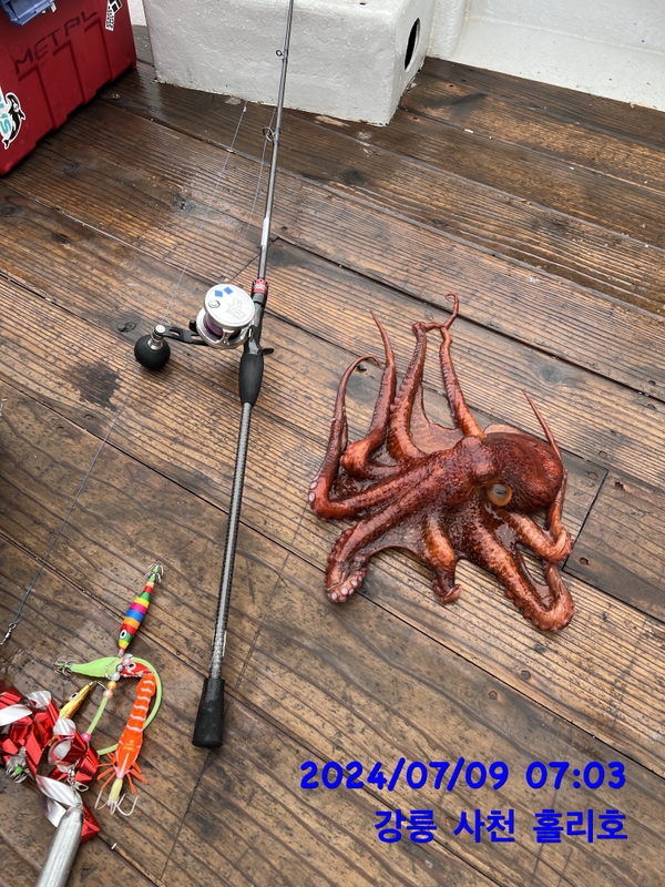 강릉 홀리호의 조황일지 이미지 - 5