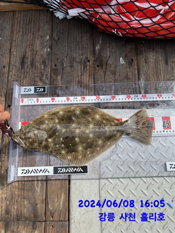 강릉 홀리호의 조황일지 이미지 - 5