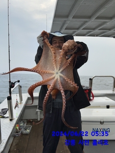 6월 22일 강릉 사천 홀리호 문어 조황입니다 선상낚시로 잡은 물고기 조황
