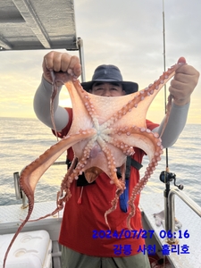 7월27일 강릉 사천 홀리호 문어 조황입니다 선상낚시로 잡은 물고기 조황