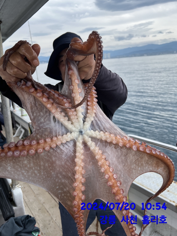 강릉 홀리호의 조황일지 이미지 - 8