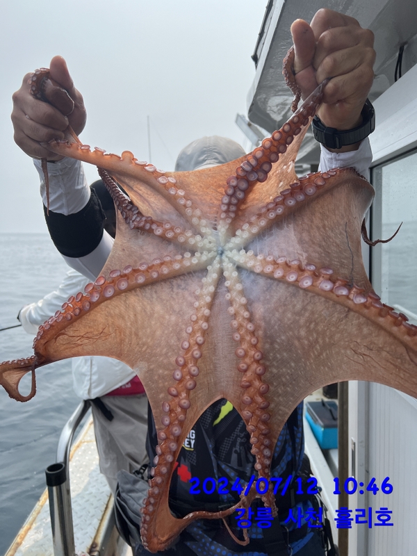 강릉 홀리호의 조황일지 이미지 - 10