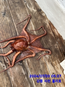 7월 20일 강릉사천 홀리호 문어 조황입니다 선상낚시로 잡은 물고기 조황