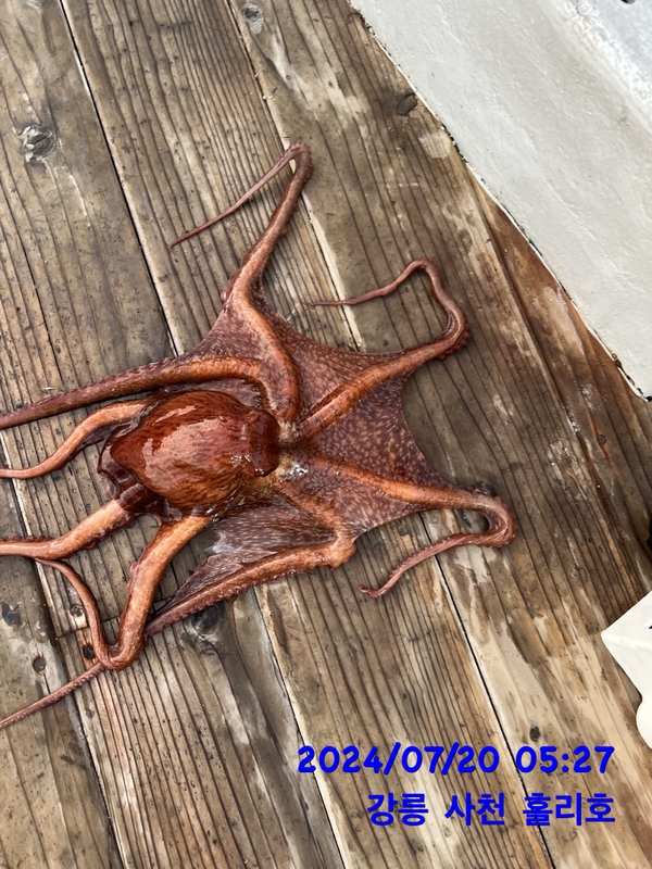 강릉 홀리호의 조황일지 이미지 - 0