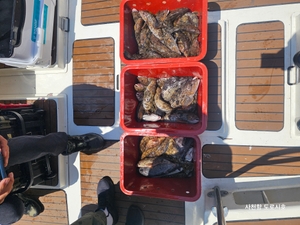 락피쉬 조황 선상낚시로 잡은 물고기 조황