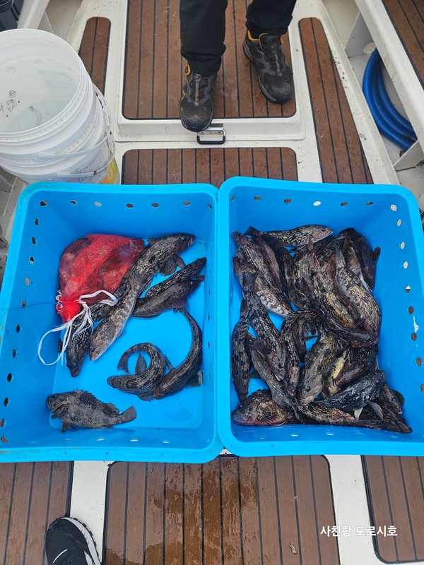 도로시호의 조황일지 이미지 - 2