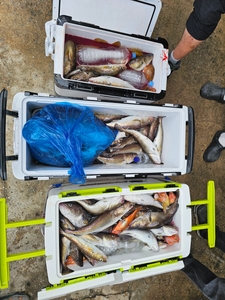 대구라바 선상낚시로 잡은 물고기 조황