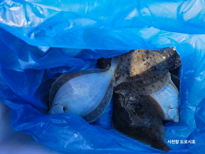 도로시호의 조황일지 이미지 - 2