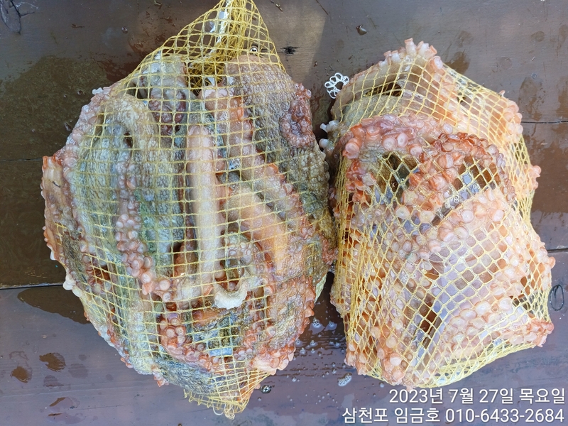 삼천포 임금호 의 조황일지 이미지 - 6