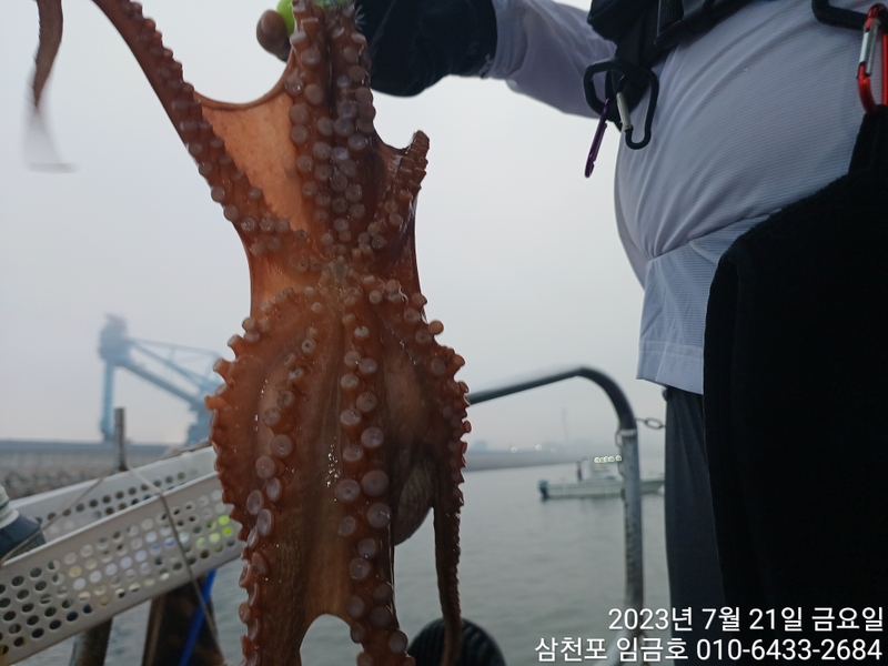 삼천포 임금호 의 조황일지 이미지 - 2