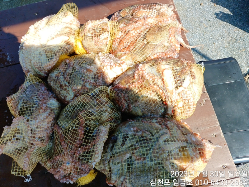 삼천포 임금호 의 조황일지 이미지 - 9