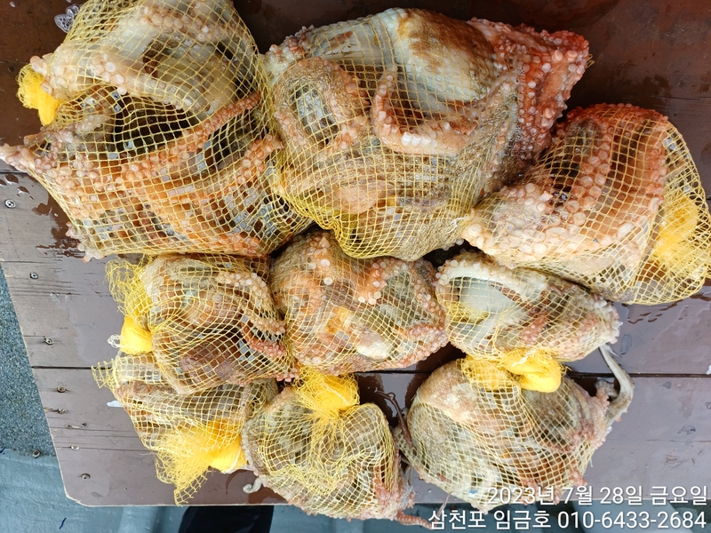 삼천포 임금호 의 조황일지 이미지 - 8