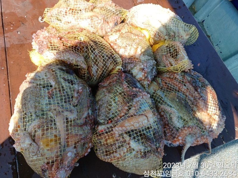 삼천포 임금호 의 조황일지 이미지 - 8