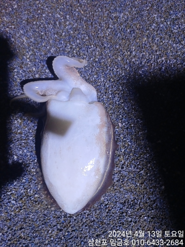 삼천포 임금호 의 조황일지 이미지 - 0