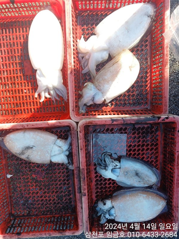 삼천포 임금호 의 조황일지 이미지 - 6