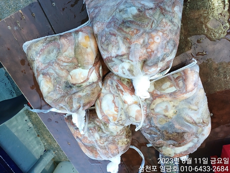 삼천포 임금호 의 조황일지 이미지 - 9