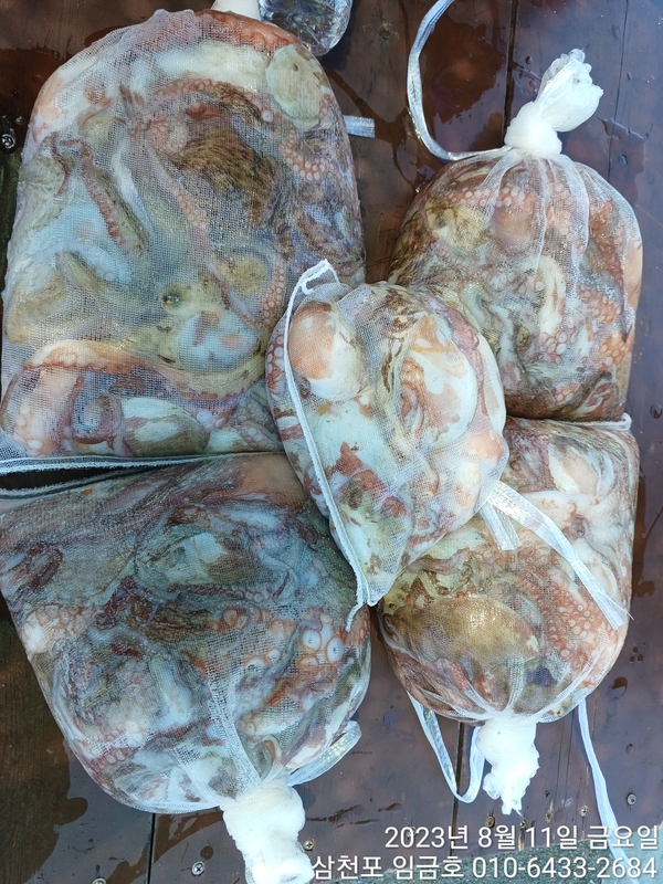 삼천포 임금호 의 조황일지 이미지 - 8