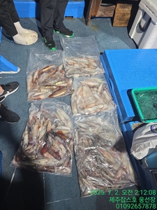 7월1일 제주잡스호 한치낚시 조황입니다  선상낚시로 잡은 물고기 조황