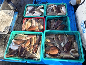 2월17일 제주잡스호 갑오징어조황입니다 선상낚시로 잡은 물고기 조황