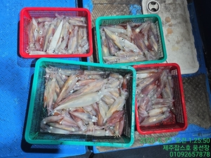 6월26일 제주잡스호 한치낚시 조황입니다  선상낚시로 잡은 물고기 조황