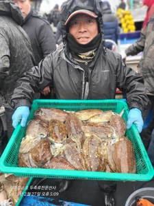2월27일 제주잡스호 갑오징어조황입니다  선상낚시로 잡은 물고기 조황