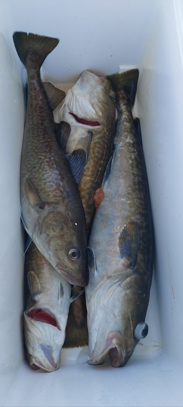 해당 선사를 대표하는 이미지