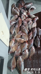 타이라바 철수조황입니다  선상낚시로 잡은 물고기 조황