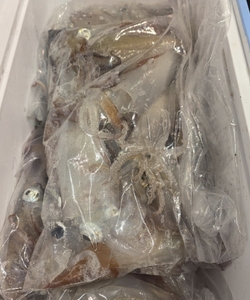 한치시즌 오픈 선상낚시로 잡은 물고기 조황