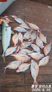 일요일 타이라바 나갑니다 선상낚시로 잡은 물고기 조황