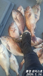 타이라바 금요일 출조하실분~ 선상낚시로 잡은 물고기 조황