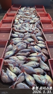 무더기 참돔  선상낚시로 잡은 물고기 조황