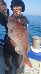 타이라바 철수조황입니다 선상낚시로 잡은 물고기 조황