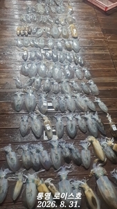 무늬 "핫" "핫" "핫" 선상낚시로 잡은 물고기 조황
