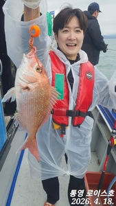 타이라바 철수조황입니다  선상낚시로 잡은 물고기 조황