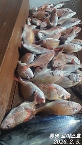 타이라바 출항확정 선상낚시로 잡은 물고기 조황