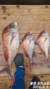 타이라바 출조하실분~ 선상낚시로 잡은 물고기 조황
