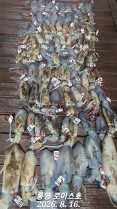 무늬 나갑니다 선상낚시로 잡은 물고기 조황
