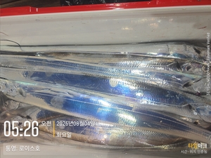 갈치 텐빈 텐야 굿 선상낚시로 잡은 물고기 조황