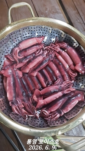 화살촉오징어 터졌습니다 선상낚시로 잡은 물고기 조황