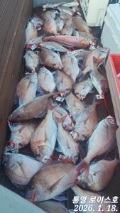 타이라바 주말부터 출항합니다  선상낚시로 잡은 물고기 조황