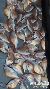 타이라바 조황및 출조일정안내 선상낚시로 잡은 물고기 조황