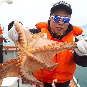 원도권 돌문어 출조합니다  선상낚시로 잡은 물고기 조황