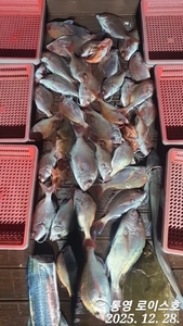 타이라바 철수조황입니다  선상낚시로 잡은 물고기 조황