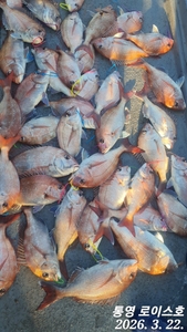 타이라바 타이라바 철수조황입니다  선상낚시로 잡은 물고기 조황