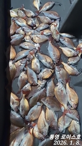 타이라바 역시 조류가 살아나니 선상낚시로 잡은 물고기 조황